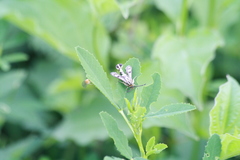 Chamaesphecia tenthrediniformis