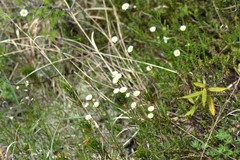 Erigeron hyssopifolius