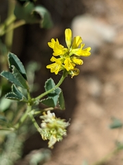 Melilotus neapolitanus