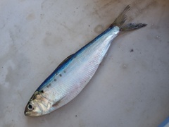 Alosa sapidissima