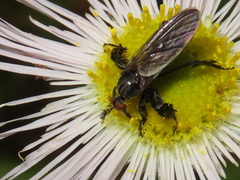 Empis clausa
