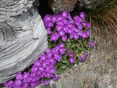 Primula hirsuta