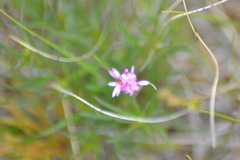 Erigeron hyssopifolius