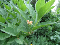 Lonicera maximowiczii