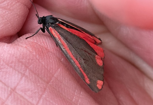 Cinnabar moth, Lindenholt, Nimwegen, Gelderland, NL, photo 10 of 10
