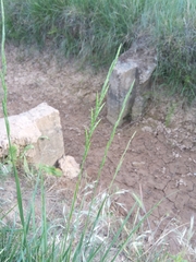 Brachypodium phoenicoides