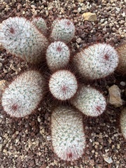 Mammillaria bombycina