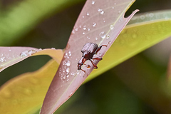 Paratrachelophorus