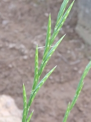 Brachypodium phoenicoides