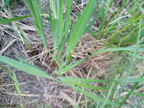 Iris sanguinea