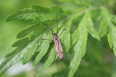 Nephrotoma pratensis