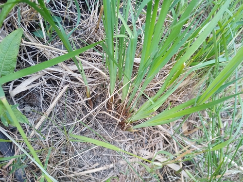 Iris sanguinea