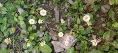 Bellis perennis