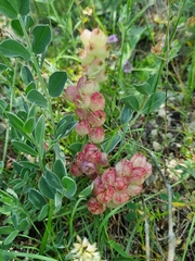 Astragalus calycinus