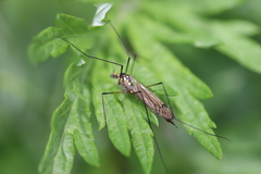 Nephrotoma pratensis