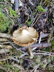 Entoloma holoconiotum