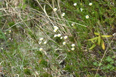 Erigeron hyssopifolius