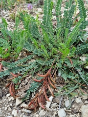 Astragalus buschiorum