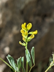Melilotus neapolitanus