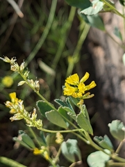 Melilotus neapolitanus