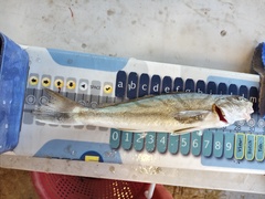 Menticirrhus saxatilis