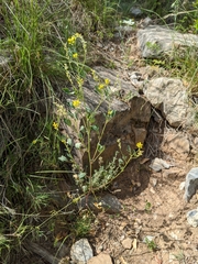 Melilotus neapolitanus