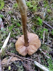 Entoloma holoconiotum