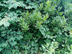 Lonicera maximowiczii