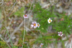Erigeron hyssopifolius
