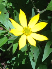 Coreopsis major