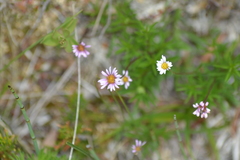 Erigeron hyssopifolius