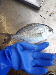 Peprilus triacanthus