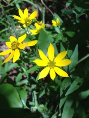 Coreopsis major