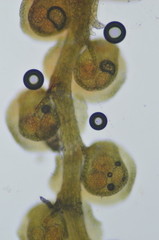 Frullania hattoriana