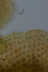 Frullania hattoriana