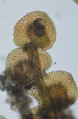 Frullania hattoriana