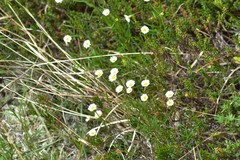 Erigeron hyssopifolius