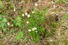 Erigeron hyssopifolius