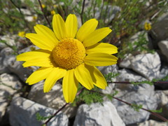 Glebionis coronaria