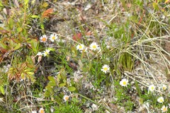 Erigeron hyssopifolius
