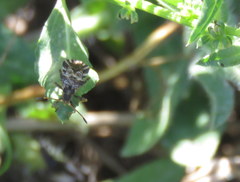 Centrocoris variegatus