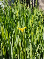 Iris pseudacorus