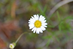 Erigeron hyssopifolius