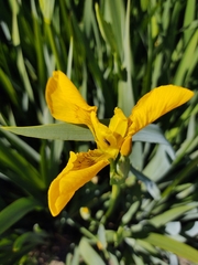 Iris pseudacorus