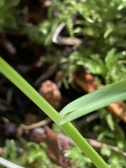 Festuca subuliflora
