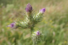 Carduus tenuiflorus