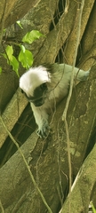 Saguinus oedipus