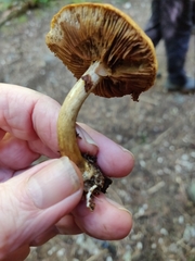 Gymnopilus punctifolius