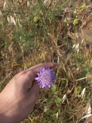 Sixalix atropurpurea