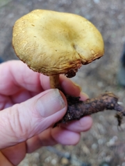 Gymnopilus punctifolius
